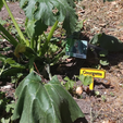 Capture d’écran 2018-04-24 à 14.45.56.png Vegetable garden panels by Dagoma